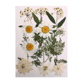 Assorted Natural Dried Pressed Flowers Delicate Blossoms 15Pc Pouch Ib