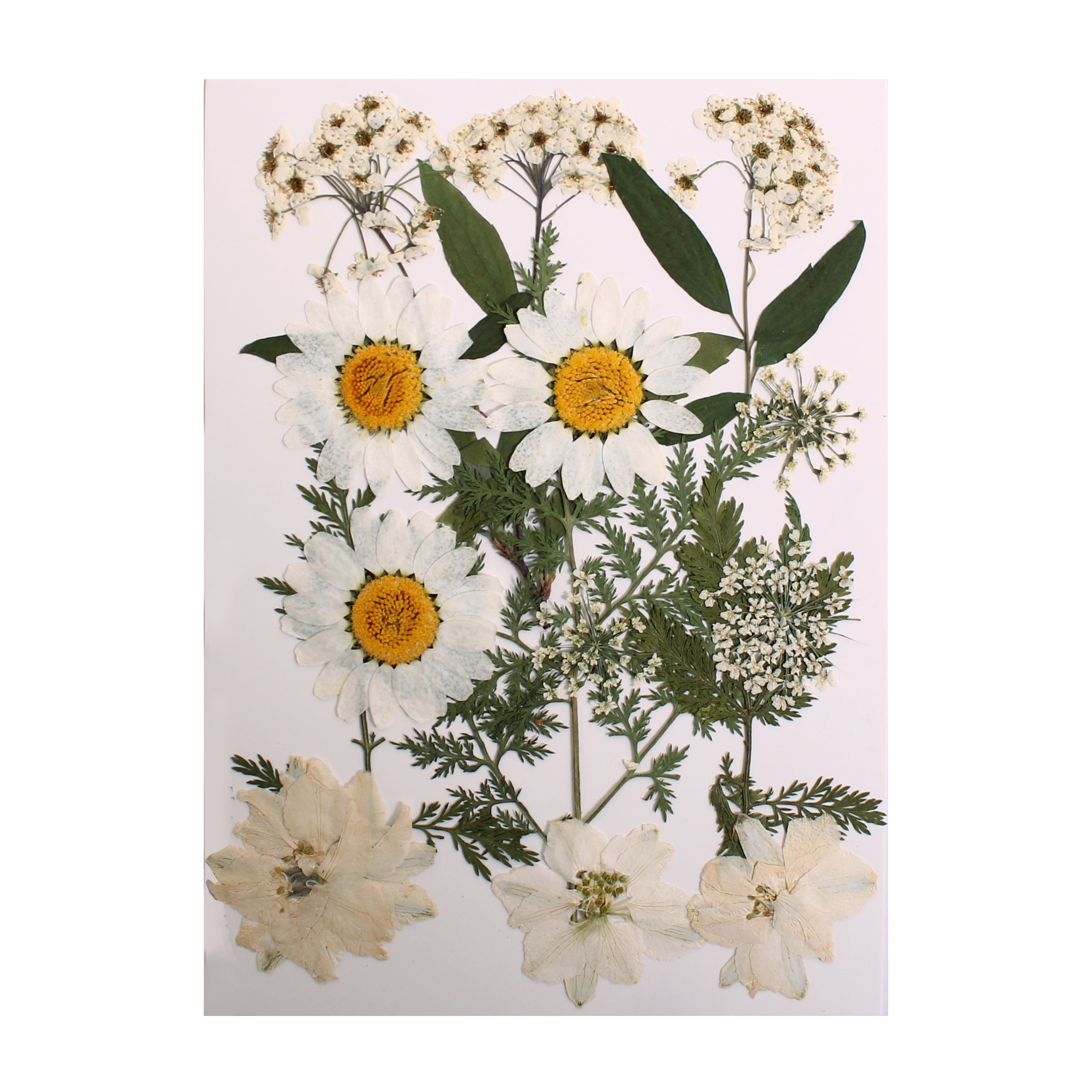 Assorted Natural Dried Pressed Flowers Delicate Blossoms 15Pc Pouch Ib