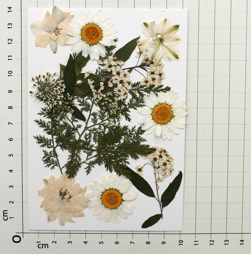 Assorted Natural Dried Pressed Flowers Delicate Blossoms 15Pc Pouch Ib