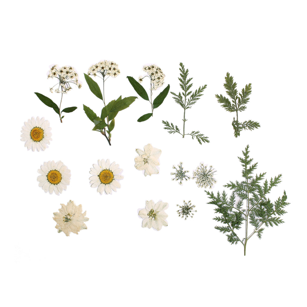 Assorted Natural Dried Pressed Flowers Delicate Blossoms 15Pc Pouch Ib